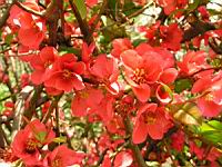 Pommier du Japon (Photo F. Mrugala) (4)